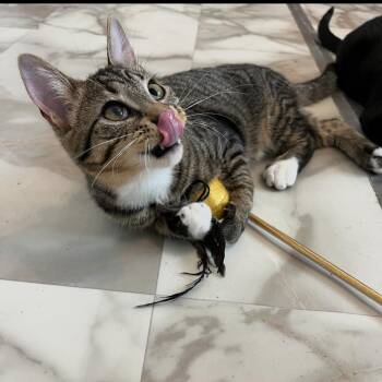 Chichi -  Domestic Short Hair Cat for Adoption in Fayetteville, Georgia - Chichi | PetCurious