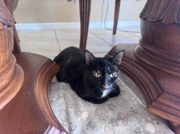 Cookie -  Tortoiseshell Cat for Adoption in Orlando, Florida - Cookie | PetCurious