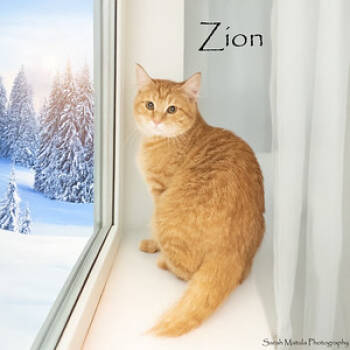 Rescue Domestic Short Hair Cats for Adoption in Ruidoso, New Mexico - Zion | PetCurious