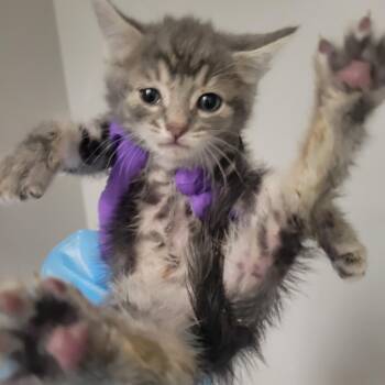 Milan -  Domestic Short Hair Cat for Adoption in Westminster, California - Milan | PetCurious