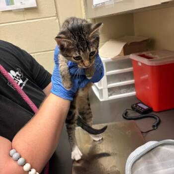Timon -  Domestic Short Hair Cat for Adoption in Columbus, Georgia - Timon | PetCurious