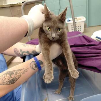 MILKYWAY -  Domestic Short Hair Cat for Adoption - MILKYWAY | PetCurious