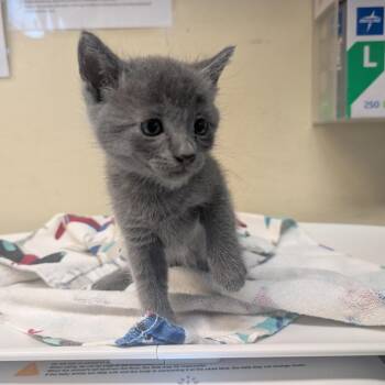Tree -  Domestic Short Hair Cat for Adoption in Pasadena, California - Tree | PetCurious
