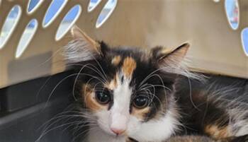 Domestic Medium Hair Cats Available for Adoption in Palmetto, Florida - A136475 | PetCurious