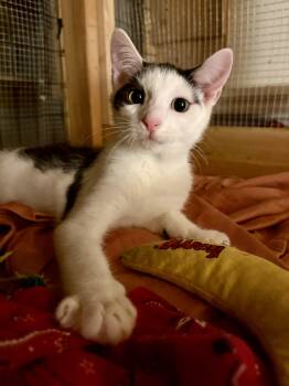 Rescue Domestic Short Hair Cats for Adoption in Columbia, South Carolina - Toonces | PetCurious
