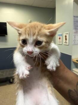 YUKI -  Domestic Short Hair Cat for Adoption in Doral, Florida - YUKI | PetCurious