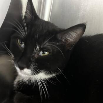 Domestic Short Hair Cats Available for Adoption - Anna | PetCurious