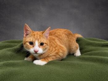 Domestic Short Hair Cats Available for Adoption in Winter Haven, Florida - TANGO | PetCurious