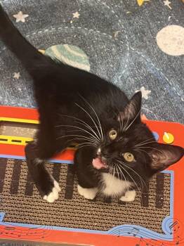 Ansel Adams (Artsy Fartsy Crew) -  Domestic Short Hair Cat for Adoption in Blanchard, Oklahoma - Ansel Adams (Artsy Fartsy Crew) | PetCurious