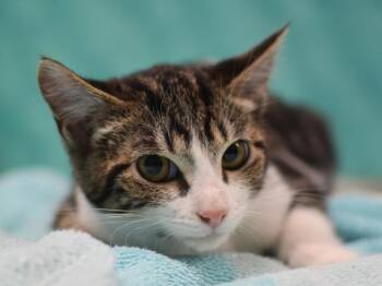 Pumpkin Spice -  Domestic Short Hair Cat for Adoption in Portland, Oregon - Pumpkin Spice | PetCurious