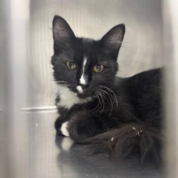 Wish - Bonded Buddy With Wilbur -  Domestic Long Hair Cat for Adoption in Des Moines, Iowa - Wish - Bonded Buddy With Wilbur | PetCurious