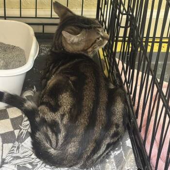 Toyota -  Domestic Short Hair Cat for Adoption in Midland, Texas - Toyota | PetCurious