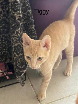 Tiggy -  Domestic Short Hair Cat for Adoption in San Tan Valley, Arizona - Tiggy | PetCurious