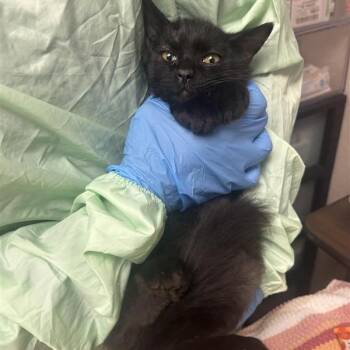 Warhammer -  Domestic Medium Hair Cat for Adoption in Tempe, Arizona - Warhammer | PetCurious