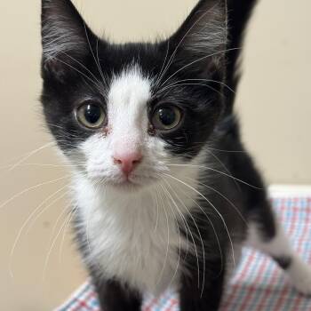 Rescue Domestic Short Hair Cats for Adoption in Logan, Ohio - Chickadee | PetCurious