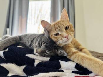 Pinto & Cheese -  Domestic Short Hair Cat for Adoption in West Allis, Wisconsin - Pinto & Cheese | PetCurious