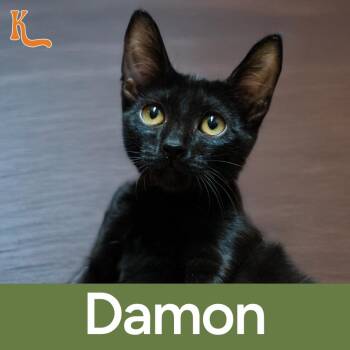 Damon -  Domestic Short Hair Cat for Adoption in Desert Hot Springs, California - Damon | PetCurious