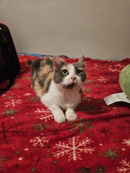 Juliet -  Calico and Domestic Long Hair Cat for Adoption in Virginia Beach, Virginia - Juliet | PetCurious