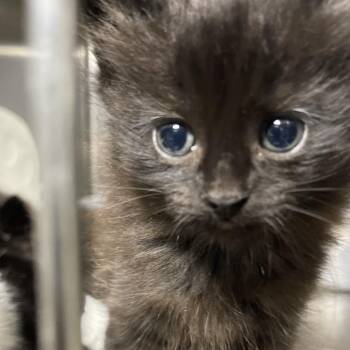 Mia (Pretty Girl kitten 3 (Xavier) -  Domestic Medium Hair Cat for Adoption in Westport, Connecticut - Mia (Pretty Girl Kitten 3 (Xavier) | PetCurious