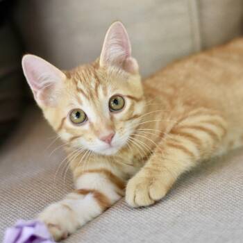 Kodi -  Tabby Cat for Adoption in Conroe, Texas - Kodi | PetCurious