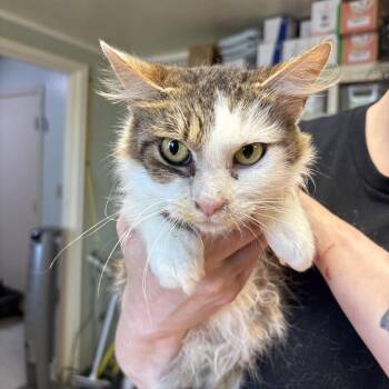 Mama Cherry -  Domestic Medium Hair Cat for Adoption in Mt. Juliet, Tennessee - Mama Cherry | PetCurious