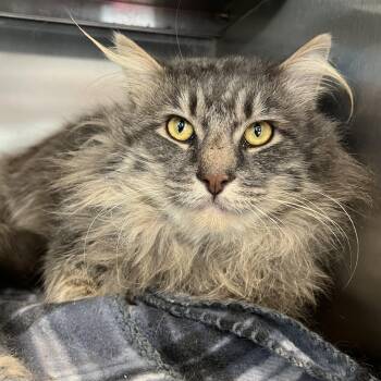 Domestic Long Hair and Maine Coon Cats Available for Adoption in Liberty, Missouri - Sullivan | PetCurious