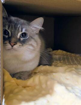 Milo -  Siamese Cat for Adoption in Bloomington, Indiana - Milo | PetCurious