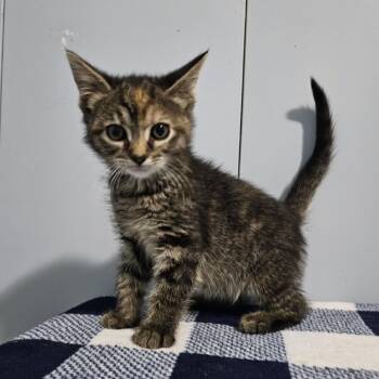 Rescue Domestic Short Hair Cats for Adoption in Danville, Illinois - Canarygrass | PetCurious
