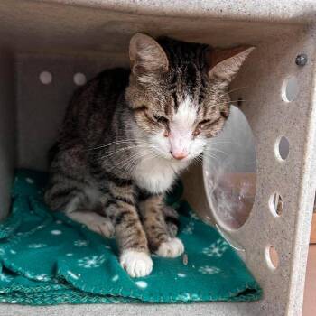 Glitters 26-06-184 -  Domestic Short Hair and Mixed Breed Cat for Adoption in Bastrop, Texas - Glitters 26-06-184 | PetCurious