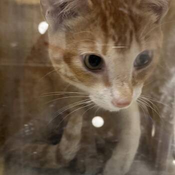 Rugby -  Domestic Short Hair Cat for Adoption in Philadelphia, Pennsylvania - Rugby | PetCurious