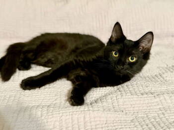 Rescue Domestic Long Hair Cats for Adoption in Garner, North Carolina - Stormie | PetCurious