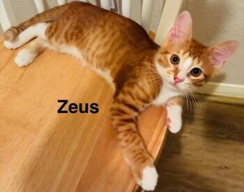 Zeus -  Domestic Short Hair Cat for Adoption in The Woodlands, Texas - Zeus | PetCurious