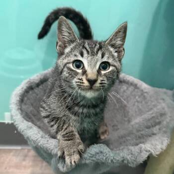 Xavier -  Domestic Short Hair Cat for Adoption in Falls Church, Virginia - Xavier | PetCurious