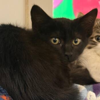 Wisteria -  Domestic Short Hair Cat for Adoption in Cheyenne, Wyoming - Wisteria | PetCurious