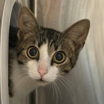 Smoochie -  Domestic Short Hair Cat for Adoption in Cumming, Georgia - Smoochie | PetCurious