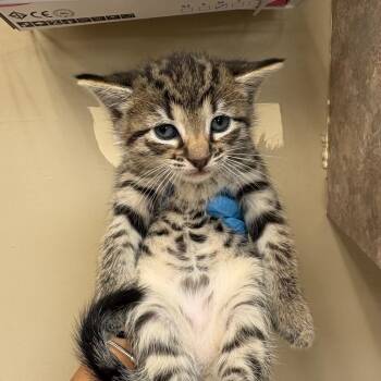 Charlie Brown -  Domestic Short Hair Cat for Adoption in Birmingham, Alabama - Charlie Brown | PetCurious