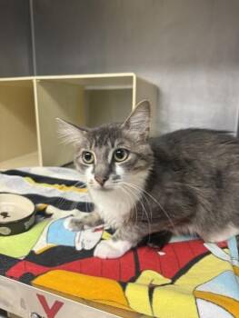 Zana -  Domestic Medium Hair Cat for Adoption in Cranston, Rhode Island - Zana | PetCurious