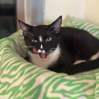 Rescue Domestic Short Hair Cats for Adoption in Tucson, Arizona - Scarlet | PetCurious