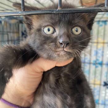 Taffy -  Domestic Short Hair Cat for Adoption in Blairsville, Georgia - Taffy | PetCurious