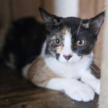 Sharla -  Domestic Short Hair Cat for Adoption in Concord, New Hampshire - Sharla | PetCurious