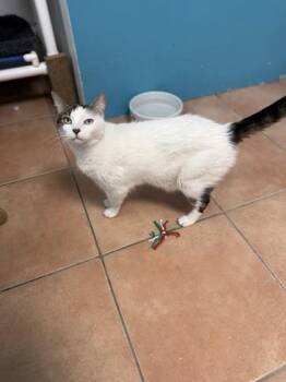 Tony -  Domestic Short Hair Cat Available for Adoption in North Miami Beach, Florida - Tony | PetCurious