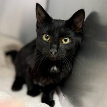 Pandora -  Domestic Short Hair Cat for Adoption in Atlanta, Georgia - Pandora | PetCurious