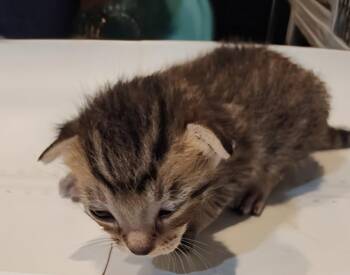 Litmus 5.23.26 (prespay) -  Domestic Short Hair Cat for Adoption in Apopka, Florida - Litmus 5.23.26 (prespay) | PetCurious