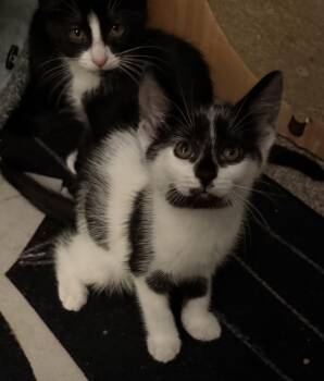 Charlotte -  Domestic Short Hair Cat for Adoption in Ferndale, Michigan - Charlotte | PetCurious