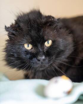 Flint -  Domestic Short Hair Cat for Adoption in Pequot Lakes, Minnesota - Flint | PetCurious