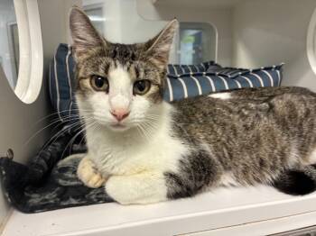 Rescue Domestic Short Hair Cats for Adoption in Topeka, Kansas - Tooty Fruity | PetCurious