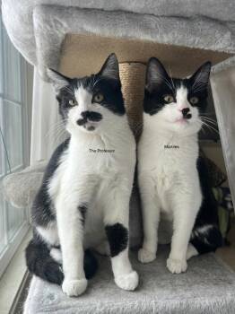 The Professor -  Tuxedo Cat for Adoption in Fort Collins, Colorado - The Professor | PetCurious