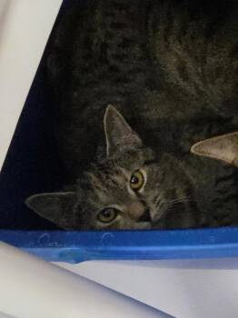 Coosa -  Domestic Short Hair Cat for Adoption in Athens, Tennessee - Coosa | PetCurious