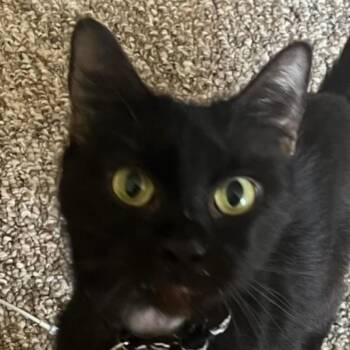Rescue Domestic Short Hair Cats for Adoption in Orlando, Florida - Cleo | PetCurious