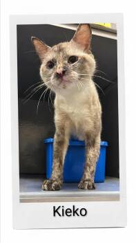 Kieko -  Siamese Cat for Adoption in Caistor Centre, Ontario - Kieko | PetCurious